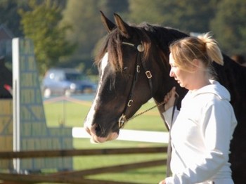 Voorbeeldfoto: Welsh Cob Ceres Lady Inger